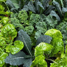 Load image into Gallery viewer, Garden Club Spring Workshop - Sunday 25th February
